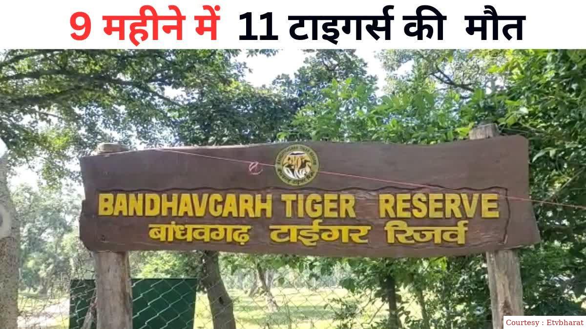 11 tigers died in seven months in Bandhavgarh Tiger Reserve