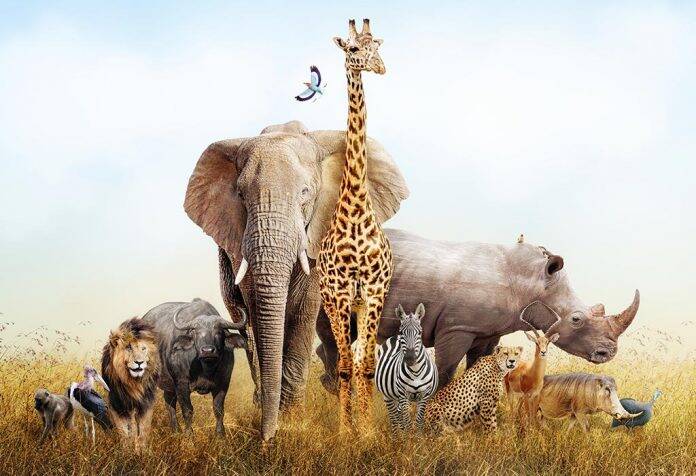 10 intersting facts about Animals