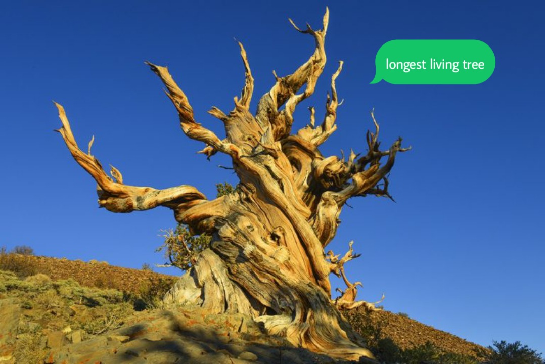 पेड़ और पौधों के बारे में १० रोचक तथ्य