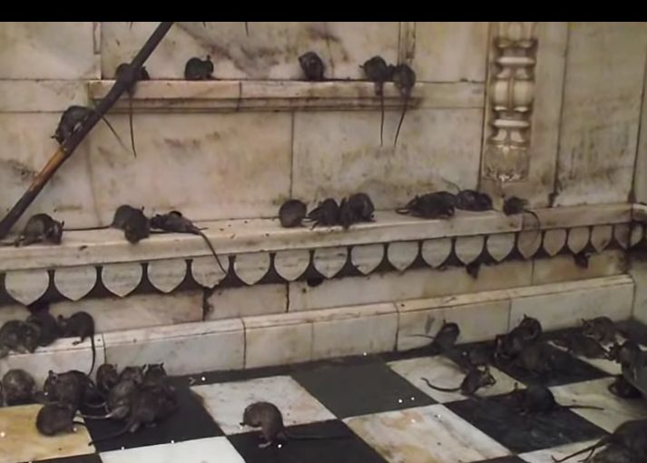 चूहों का मंदिर