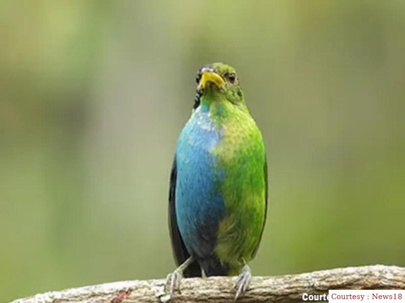 A bird that is also a male and a female