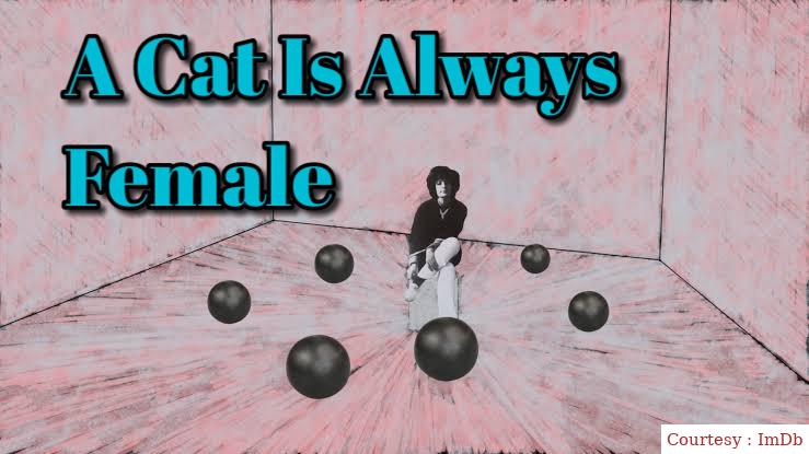 A Cat Is Always Female