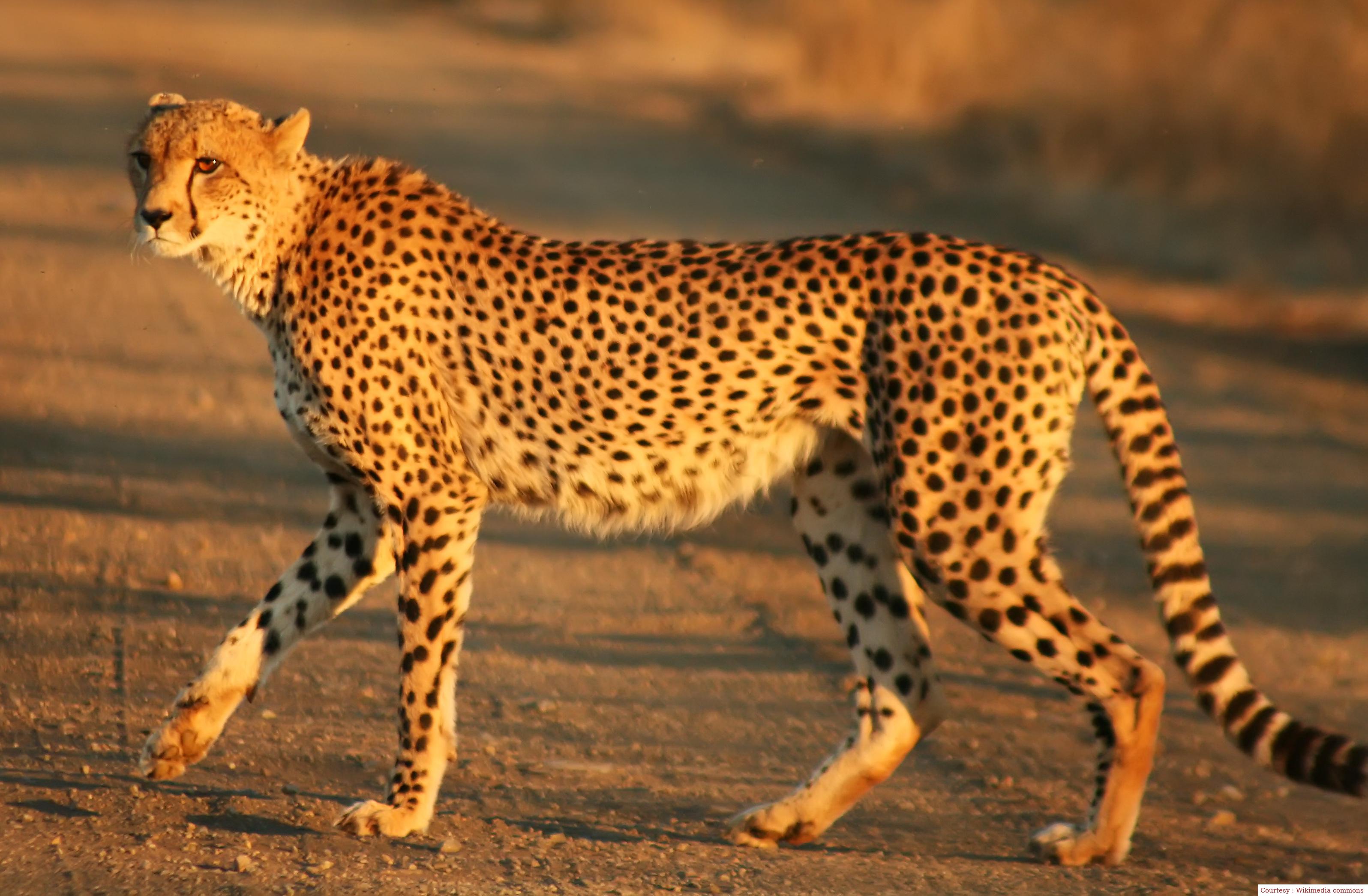 A cheetah dies in Kuno National Park.