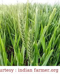 A complaint was filed against the businessman involved in the wheat scam.