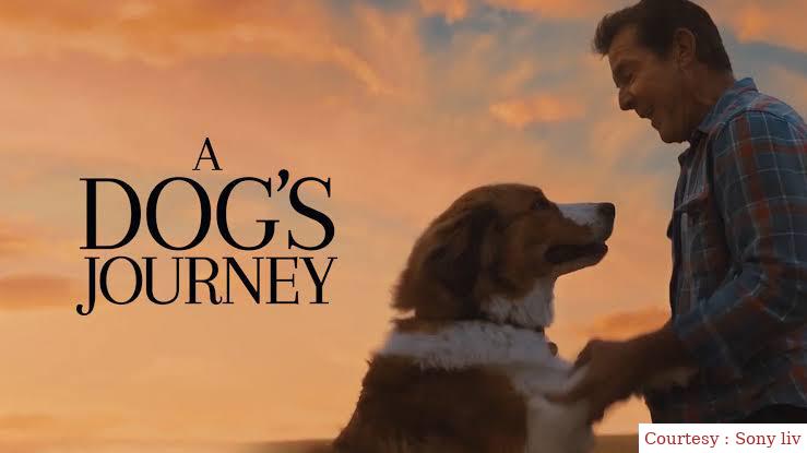 A Dog's Journey 