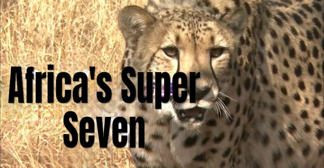 Watch Free  Africa's Super Seven Full Movie Online