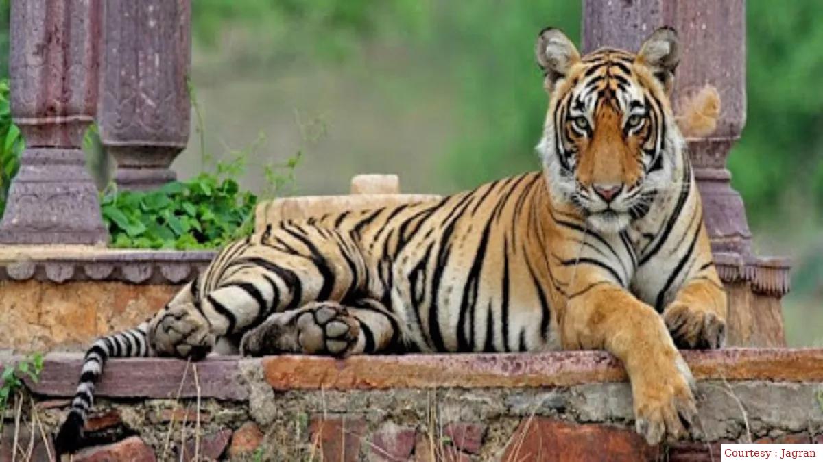 टाइगर प्रोजेक्ट के 50 वर्ष पूरे, पीएम होंगे शामिल।
