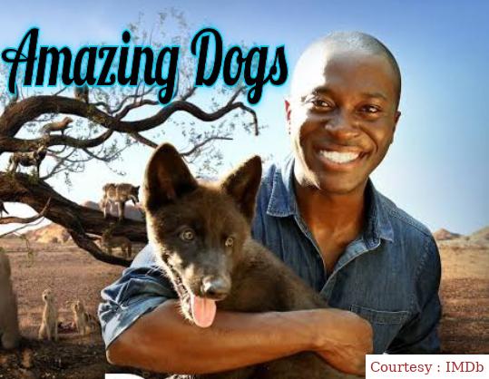 Watch Free  Amazing Dogs Full Movie Online