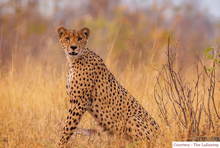 Another cheetah dies in Kuno National Park.