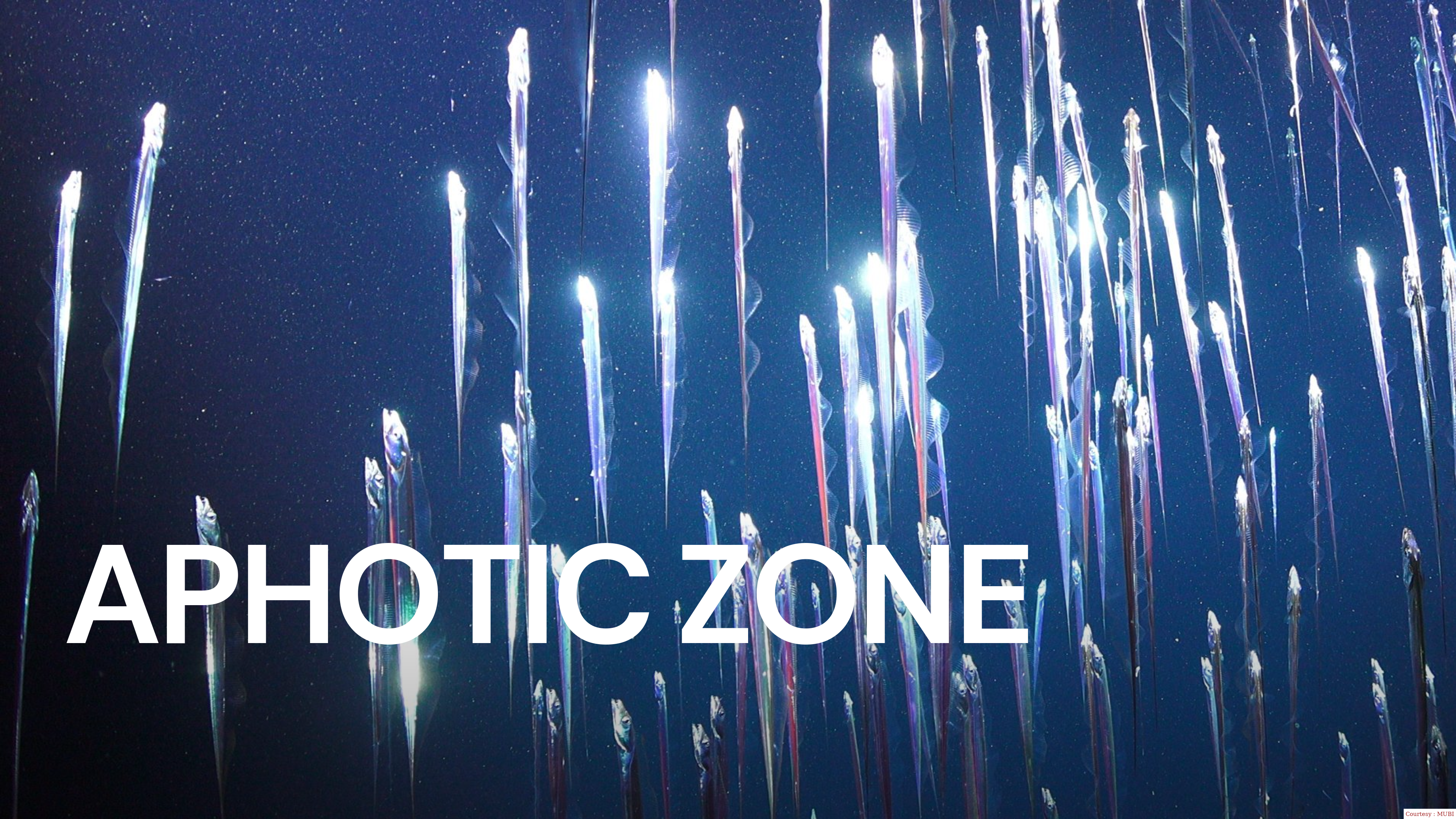 Aphotic Zone