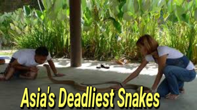 Watch Free Asia's Deadliest Snakes Full Movie Online