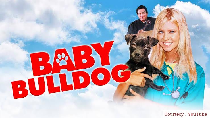Baby Bulldog