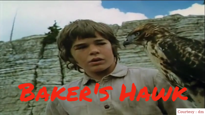 Baker's Hawk