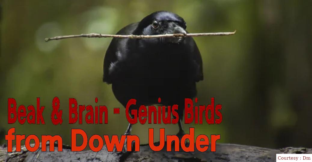 Beak & brain - genius birds from down under
