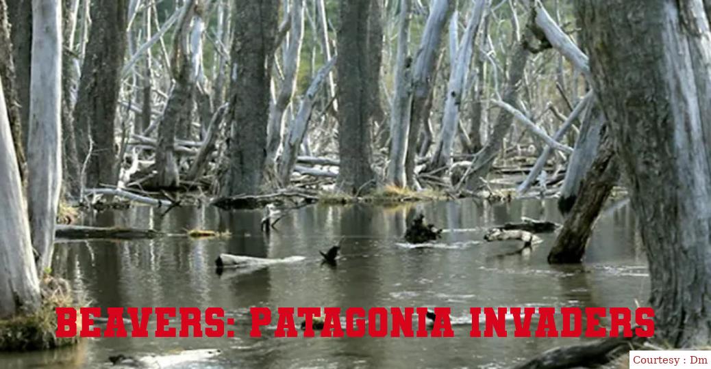 Beavers: Patagonia invaders 