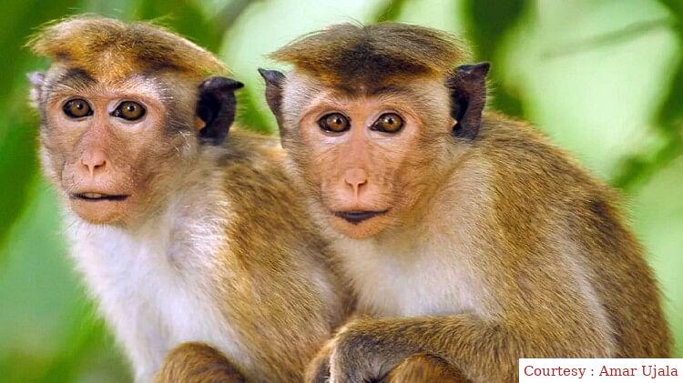 Big controversy over monkeys in two countries.