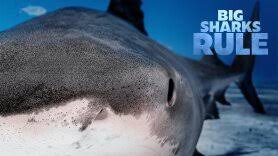 Watch Free Big Sharks Rule Full Movie Online