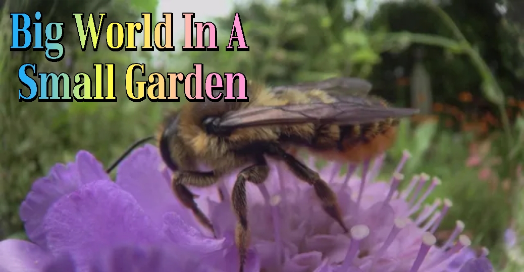 Watch Free Big World In A Small Garden Full Movie Online