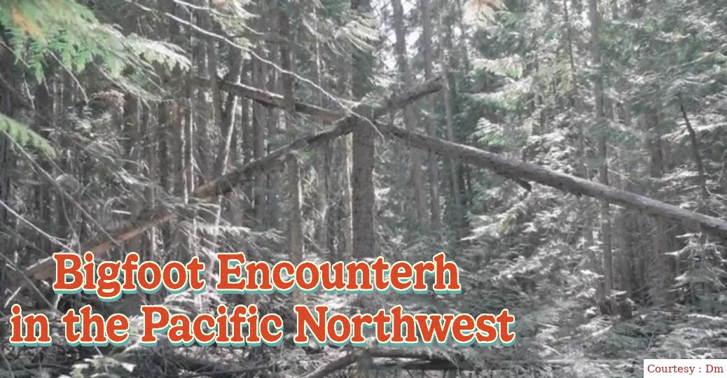 Bigfoot Encounters in the Pacific Northwest