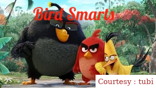 Bird Smarts