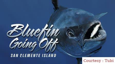 Bluefin Going Off at San Clemente Island