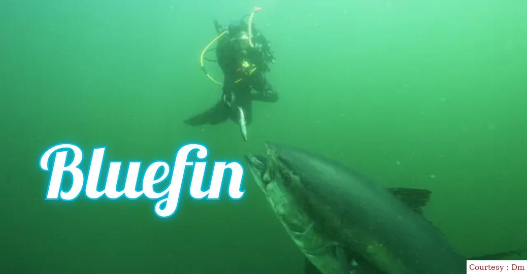 Bluefin