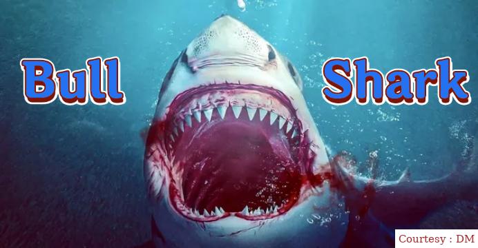 Bull Shark