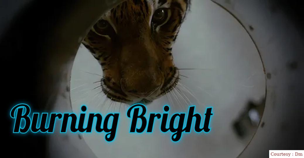 Burning Bright