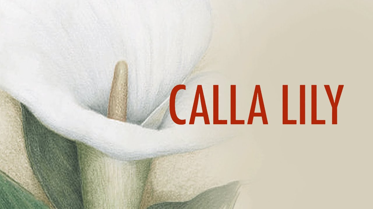 Calla Lily 