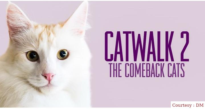 Catwalk 2: The Comeback Cats