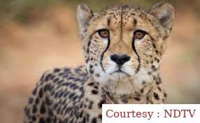 Cheetah Deaths were at first expected in for the risky relocation to India