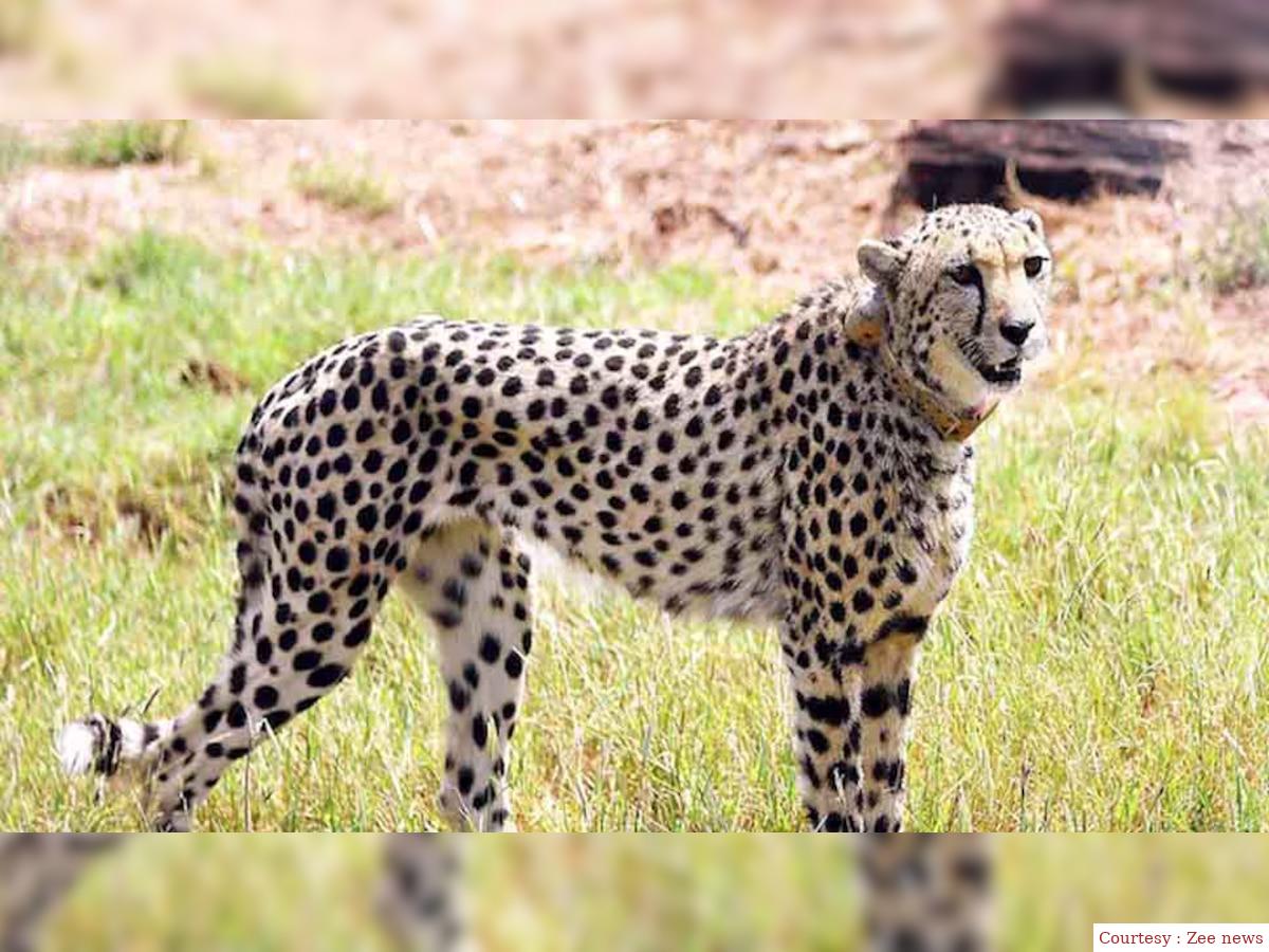 Cheetah “elected&quot; missing from virgin got 22 days later