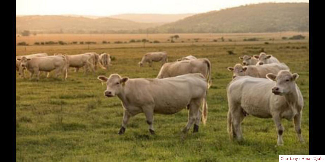 Chinese scientists invented super cow.