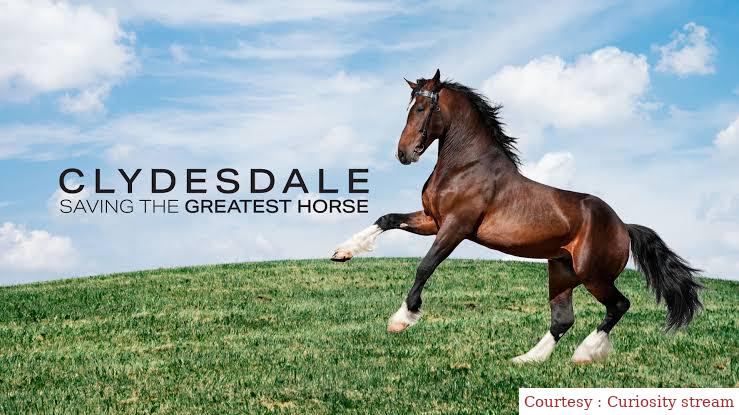 Watch Free  Clydesdale: Saving the Greatest Horse Full Movie Online
