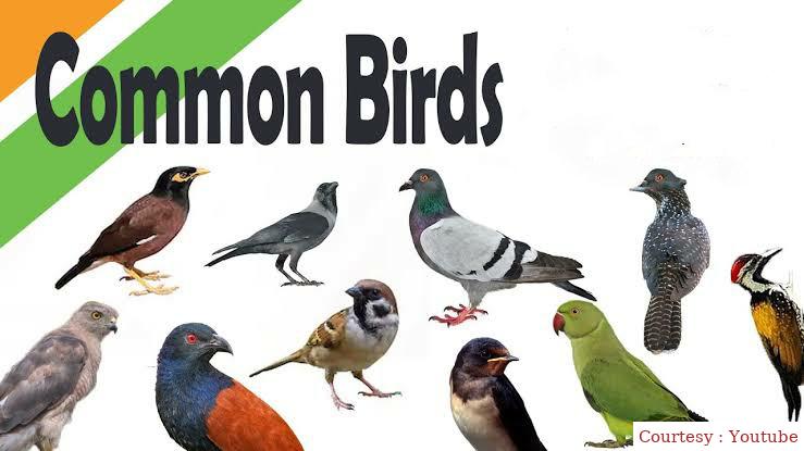 Common Birds