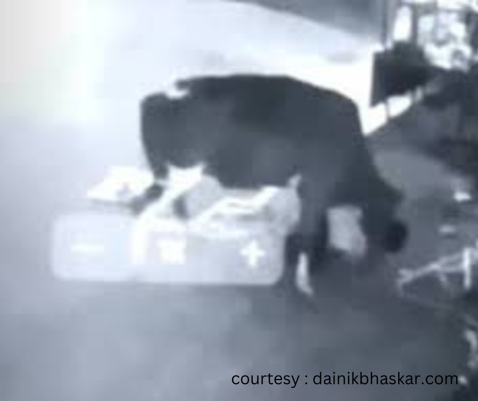 Cow crushed the student with feet