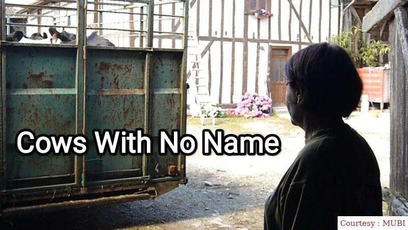 Cows With No Name