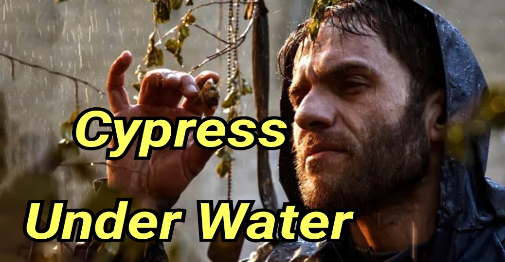 Cypress Under Water