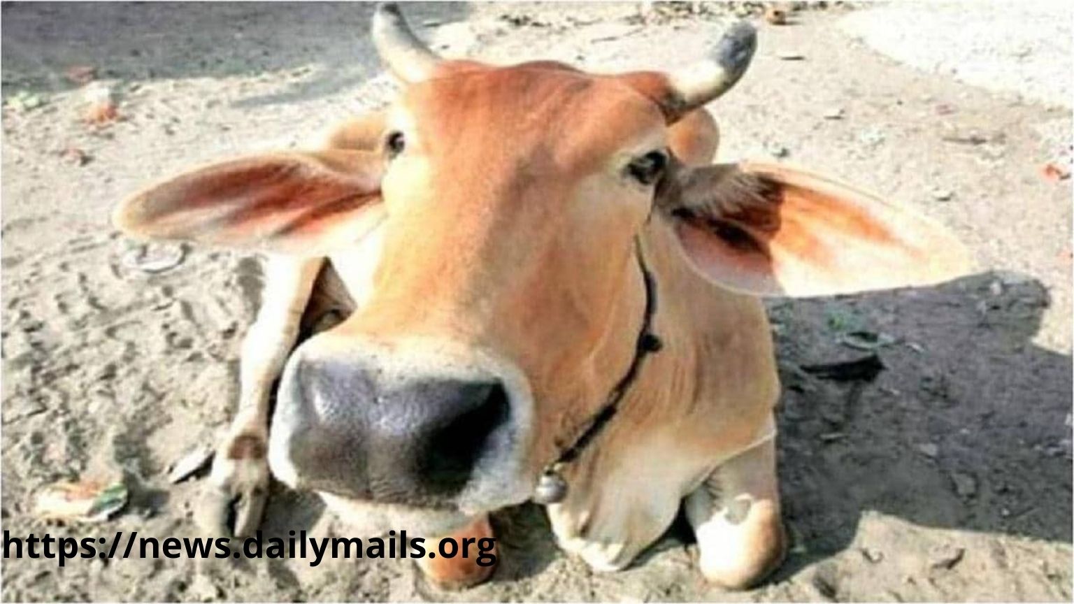 So much cruelty exploded by placing explosives in the mouth of the cow.