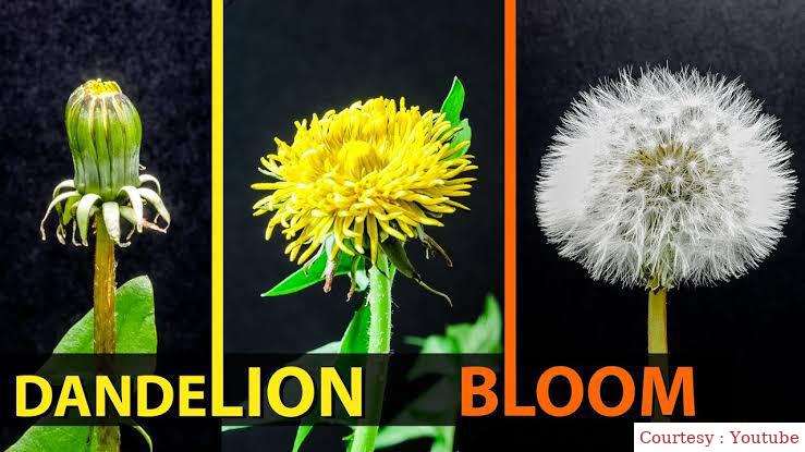 Dandelions' Bloom
