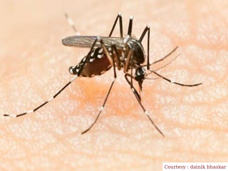 Delhi government will impose a fine for getting mosquito in home, office and commercial places.