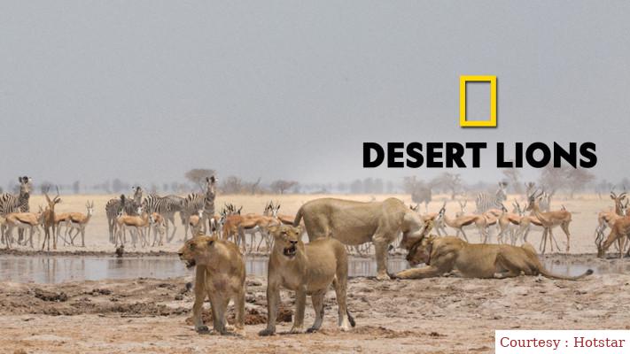 Desert Lions