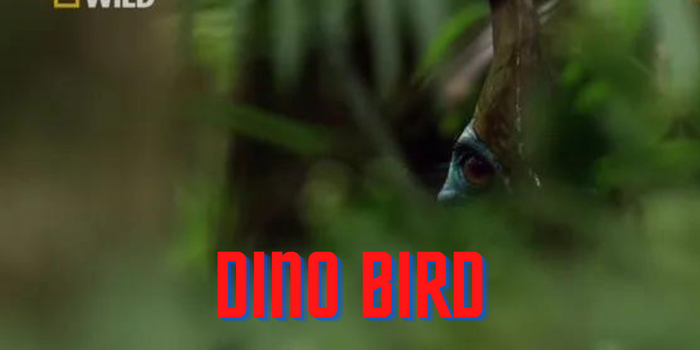Dino Bird 