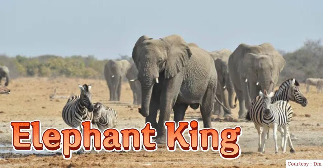 Watch Free  Elephant King Full Movie Online