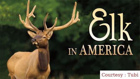 Elk in America