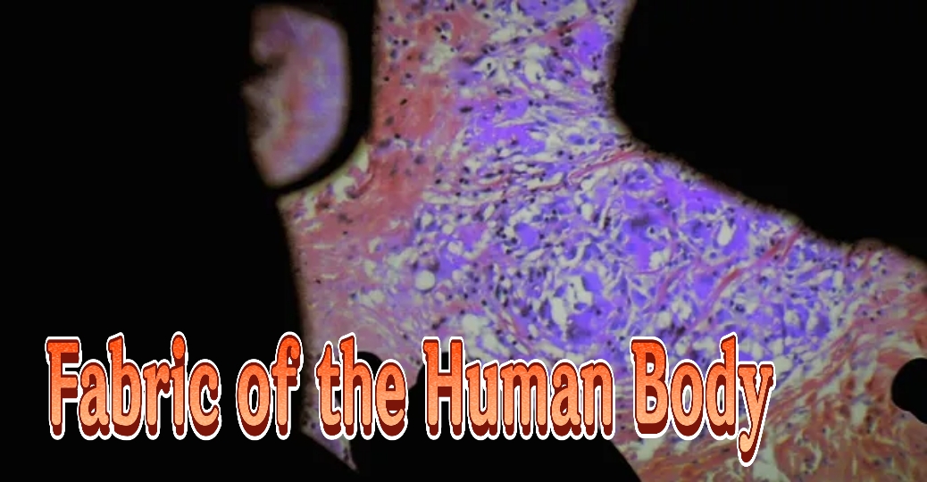 Fabric of the Human Body 