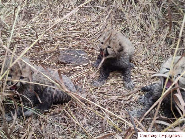Female cheetah Jwala gave birth to three cubs in Kuno