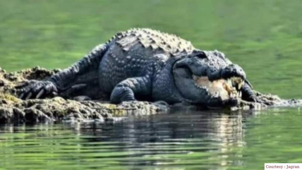Female crocodile gave birth to a child without a male: the mysterious story of the Virgin Birth
