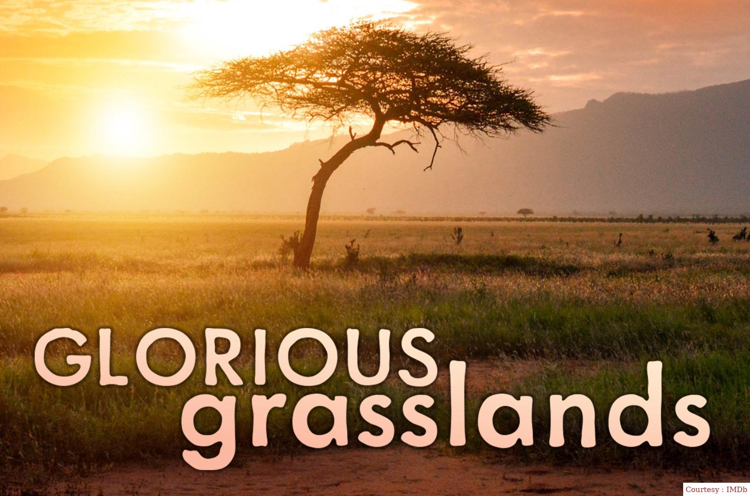 Glorious Grasslands