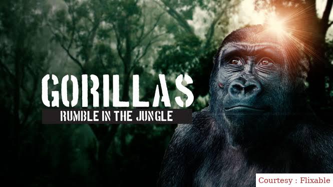 Gorillas: Rumble in the Jungle